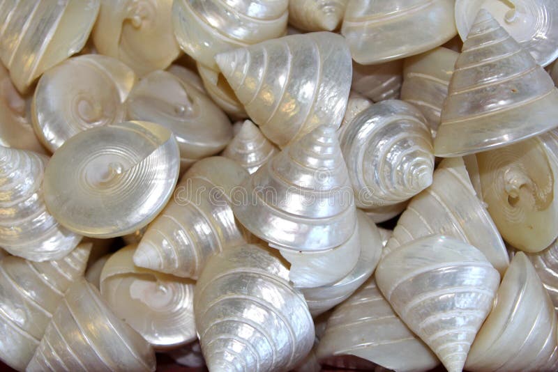 Background mother of pearl shells