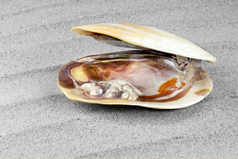 Mother of Pearl Texture with Real Pearls in a Sea Shell Stock Image