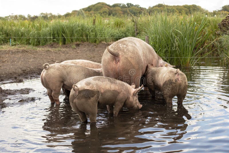 Mother pig in the muddy pond with four piglets, seen from behind.