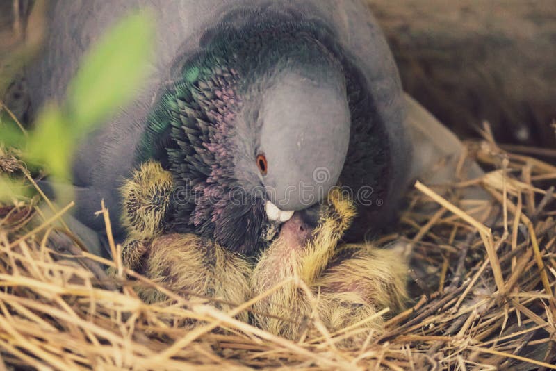 165 Mother Pigeon Feeding Photos Free Royalty Free Stock Photos From Dreamstime 165 Mother Pigeon Feeding Photos Free Royalty Free Stock Photos From Dreamstime