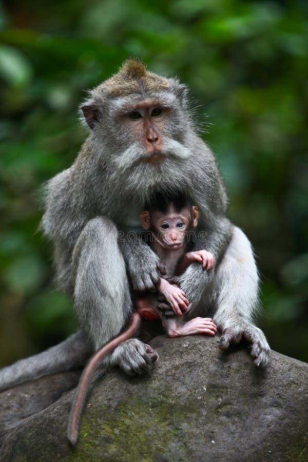 Mother protecting baby monkey royalty free stock photography