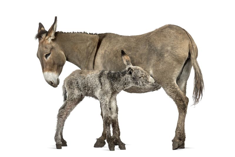 Mother provence donkey and her foal feeding