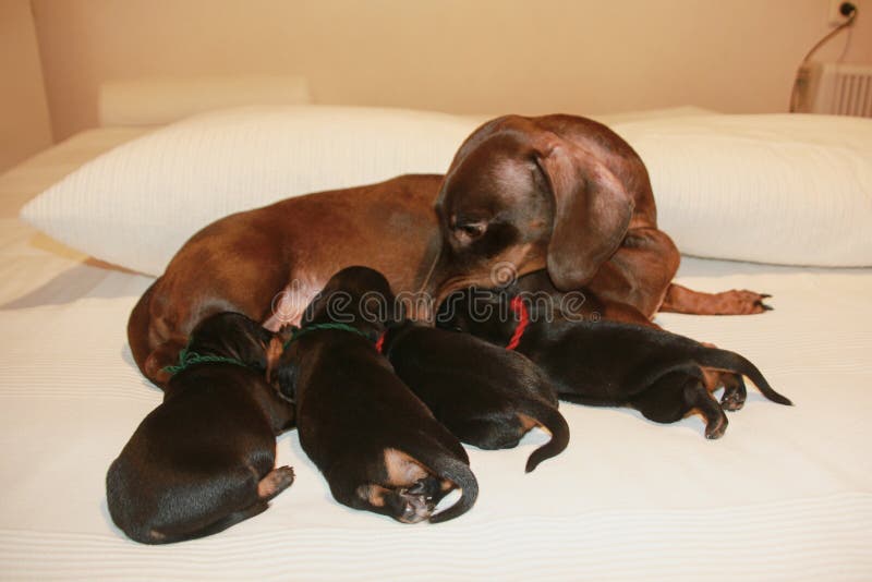 Mother and puppies breed dachshund