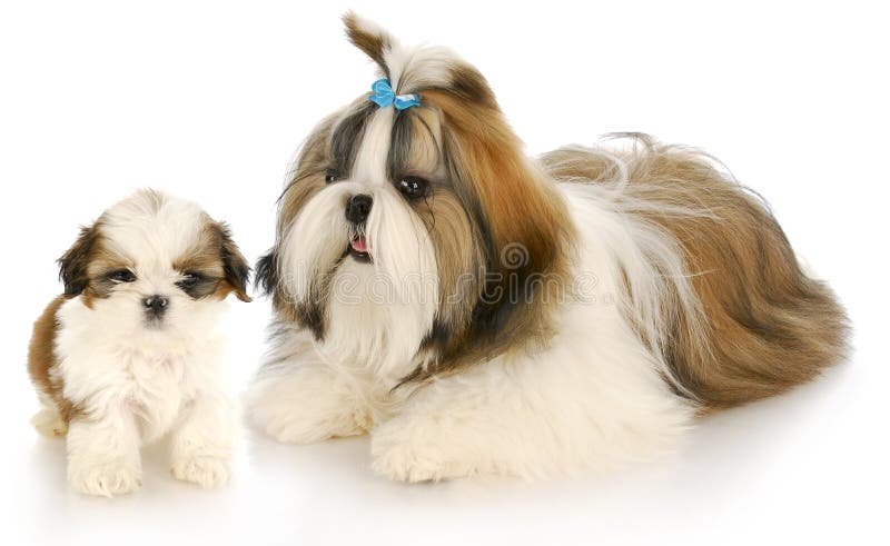 Mother and puppy royalty free stock photo Mother and puppy royalty free stock photo