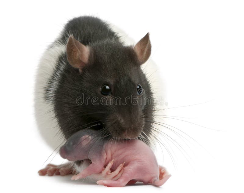 Mother Rat Carrying Her Baby in Her Mouth, 5 Days Old Stock Image - Image  of animals, animal: 131668391