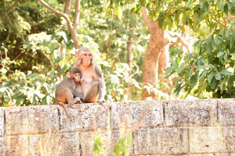 Mother Rhesus macaque monkey feeding baby