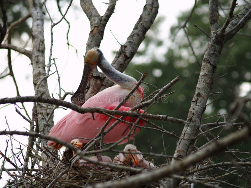 A mother s nest