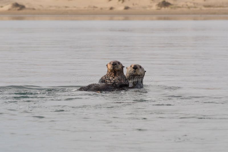 Mother sea otter with her pup in Morro Bay stock images Mother sea otter with her pup in Morro Bay stock images
