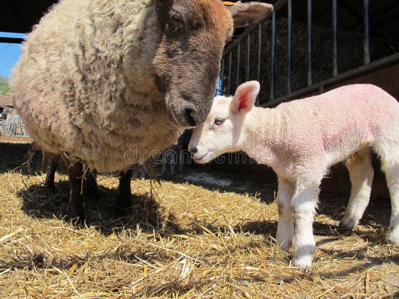Merino Sheep Looking Out for Her Newborn Baby Lamb Stock Photo Image
