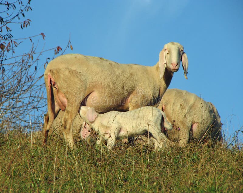 Mother Sheep Breastfeeding Her Lamb Stock Photo Image of ruminant