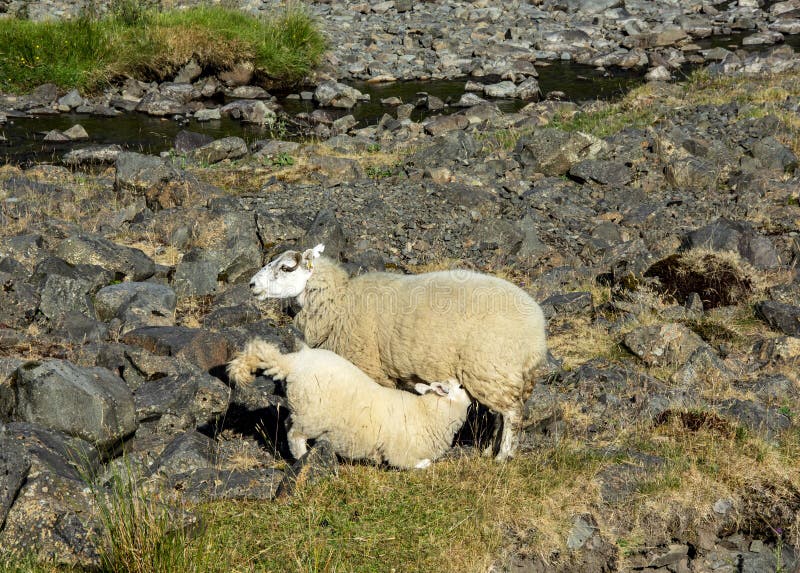 Mother Sheep Feeding her Lamb stock images Mother Sheep Feeding her Lamb stock images