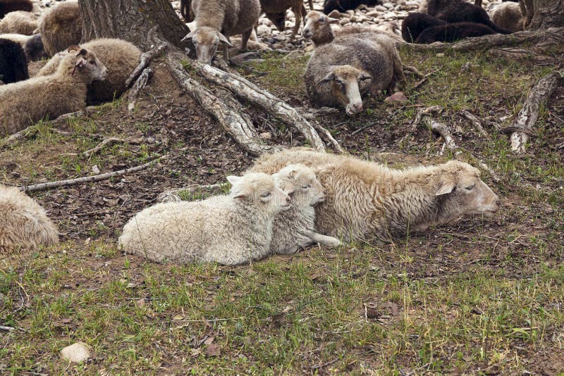 Mother sheep with her lambs. stock images Mother sheep with her lambs. stock images