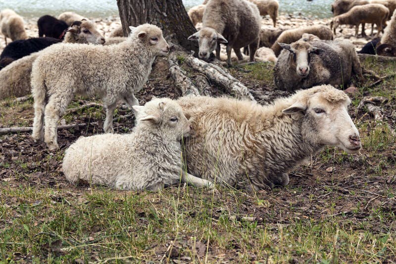 Mother Sheep with Her Lambs. Stock Photo - Image of fluffy, born: 120962642