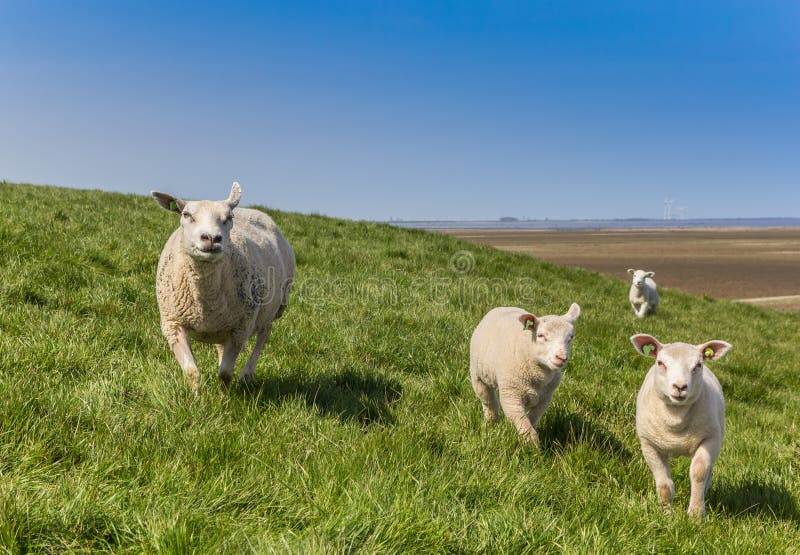 Mother sheep and lambs in the Dollard region in Holland