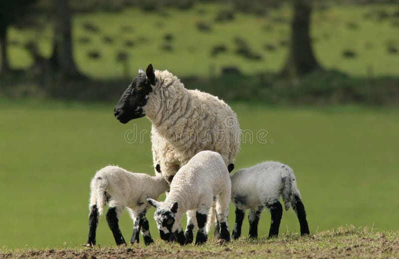 Mother Sheep and Triplets