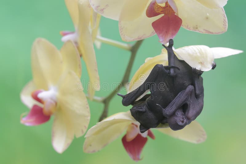 A mother short nosed fruit bat is resting while holding her baby in a wild orchid flower arrangement.