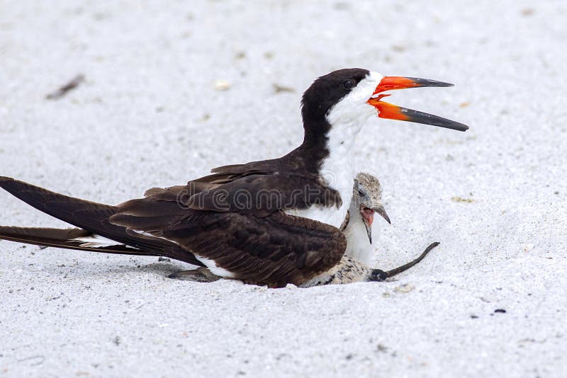 Mother Skimmer Sitting On Her Nest, Protecting Her Young royalty free stock photography Mother Skimmer Sitting On Her Nest, Protecting Her Young royalty free stock photography