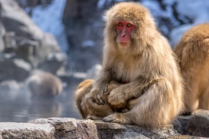 Shameful monkey stock image. Image of cleaning, africa - 87532525