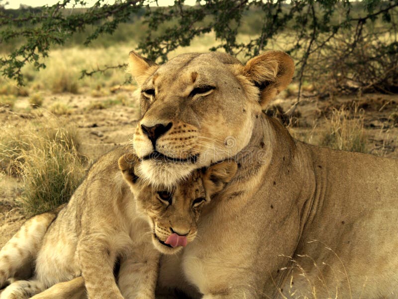 16,816 Lion Family Stock Photos - Free & Royalty-Free Stock Photos from  Dreamstime