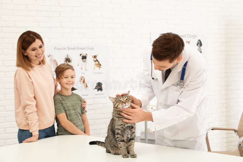 Mother and son with their pet visiting veterinarian in clinic. cat stock image Mother and son with their pet visiting veterinarian in clinic. cat stock image