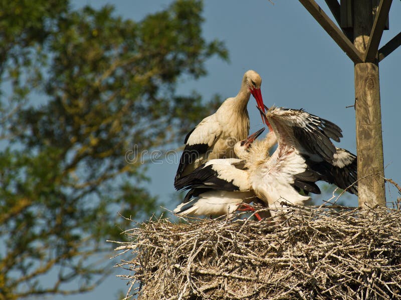 Mother Stork feeding her chicken