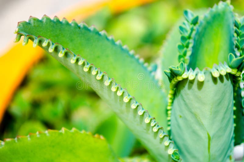 Mother of Thousands Plant stock photo. Image of summer - 65331432