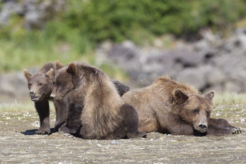 Mother Bear Protecting Cub Bear from Boar Stock Photo Image of
