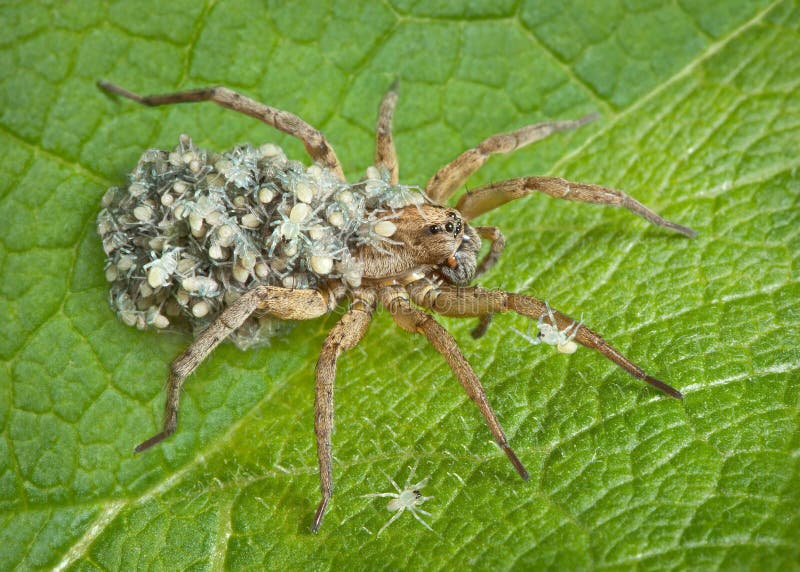 Mother wolf spider with babies