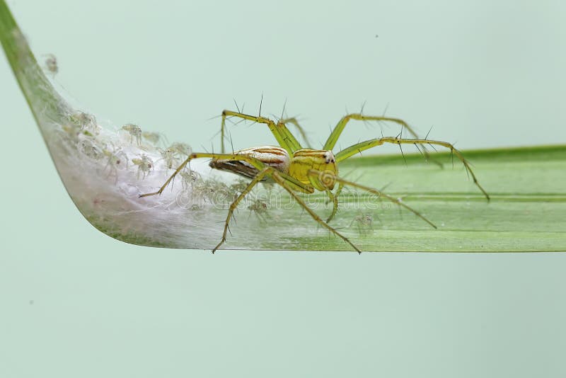 Long Legs Spider Mother Stock Photo 205620319