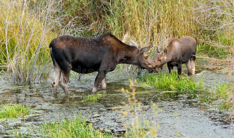 Mother And Young Moose In Bog Stock Image - Image of fauna ...