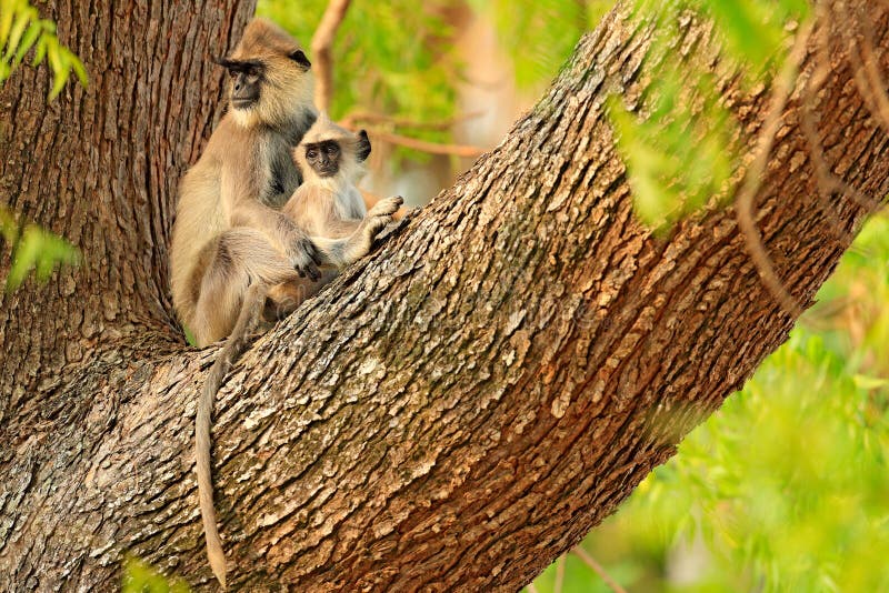Mother and young, on the tree. Wildlife of Sri Lanka. Common Langur, Semnopithecus entellus, monkey on the orange brick building, royalty free stock photo Mother and young, on the tree. Wildlife of Sri Lanka. Common Langur, Semnopithecus entellus, monkey on the orange brick building, royalty free stock photo