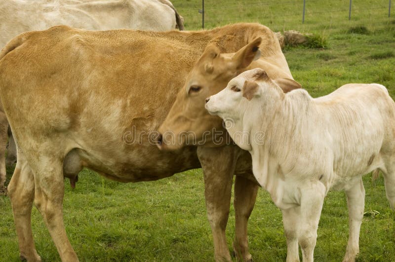 Motherly love mother cow with baby spring calf