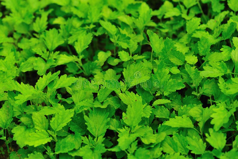 Motherwort herb plants stock photography