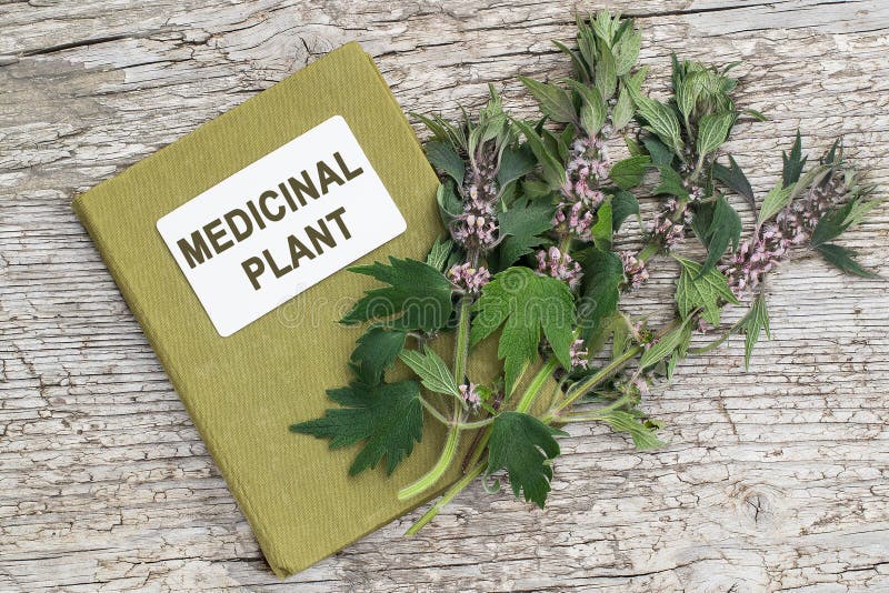 Motherwort (Leonurus cardiaca) and directory medicinal plant stock images Motherwort (Leonurus cardiaca) and directory medicinal plant stock images