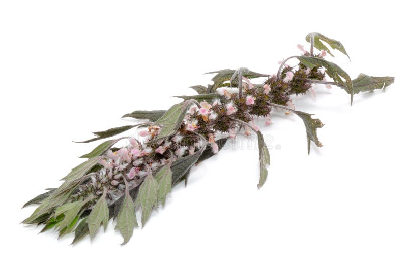 Motherwort (Leonurus Cardiaca) Isolated on White Background royalty free stock photography Motherwort (Leonurus Cardiaca) Isolated on White Background royalty free stock photography