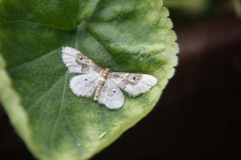 Moths And Butterflies, Insect, Butterfly, Moth Picture. Image 121933728