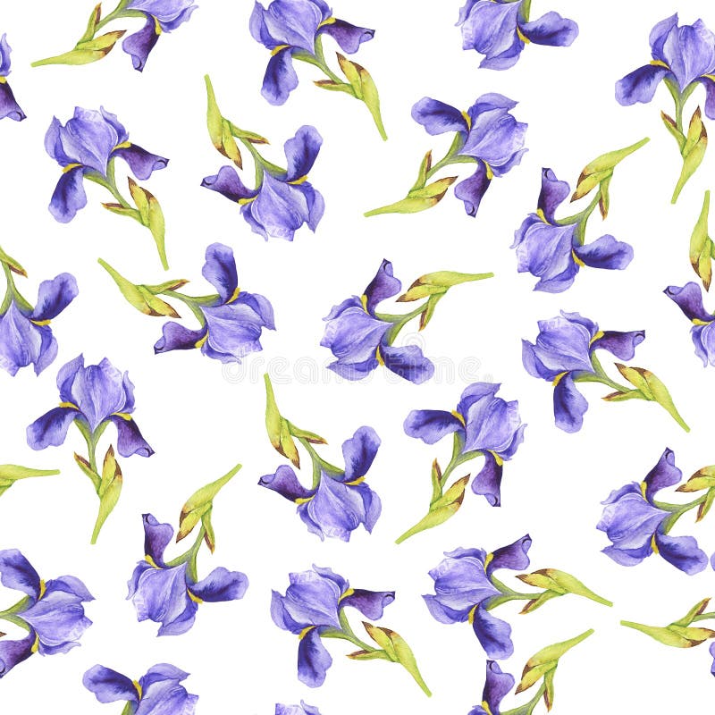 Fleur De Lys Violette Aquarelle Illustration Stock - Illustration du roman,  iris: 169206880