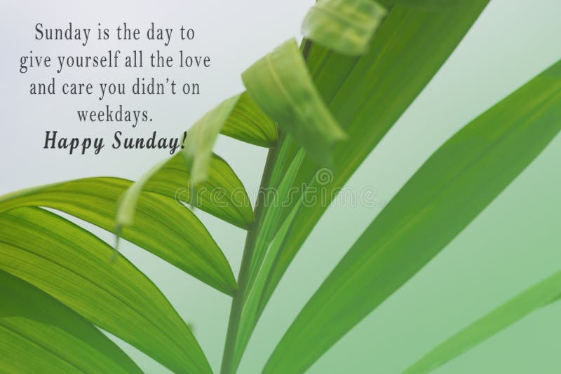 ᐅ143+ Positive Happy Sunday Quotes And Images Free