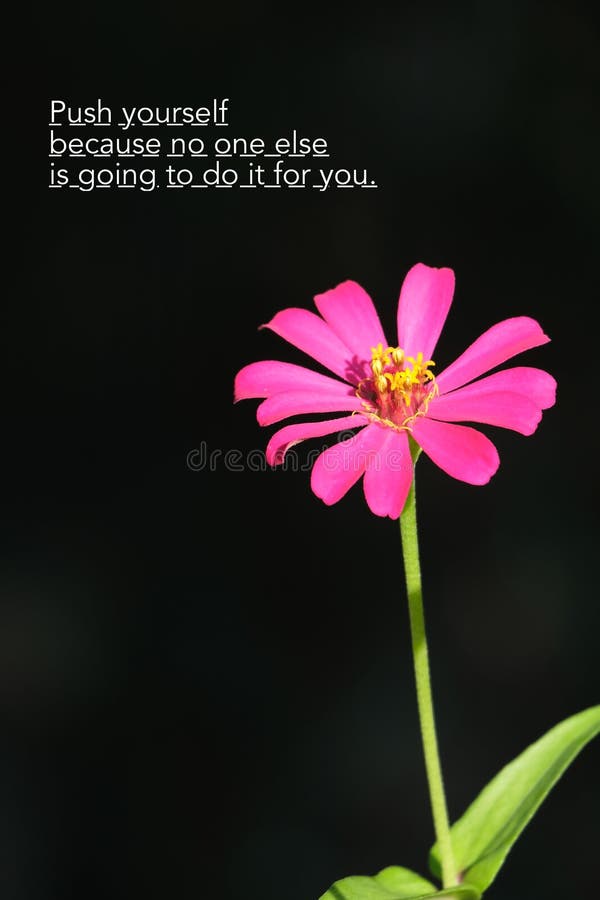 Motivational Quotes with Flower Stock Photo - Image of flower, blossom ...