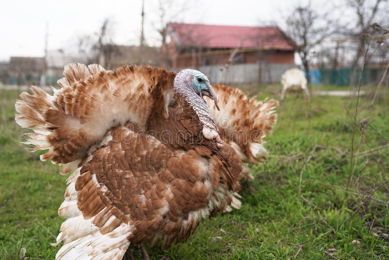 Motley Home Turkey Bird Walking Around the Yard Stock Photo Image of