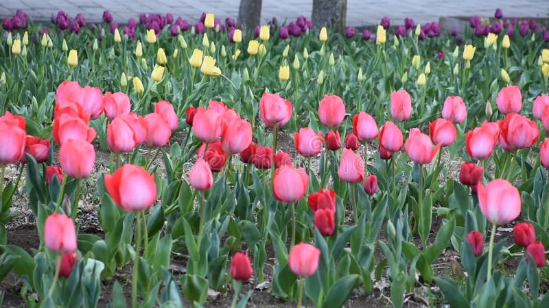 Moto e movimento del fiore del tulipano in giardino