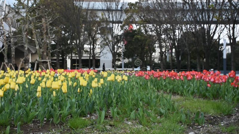 Moto e movimento del fiore del tulipano in giardino