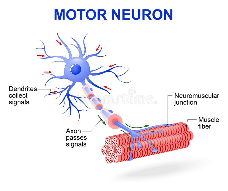 Image result for motor neuron