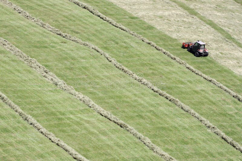 Motorised mower and rows of cut hay windrow