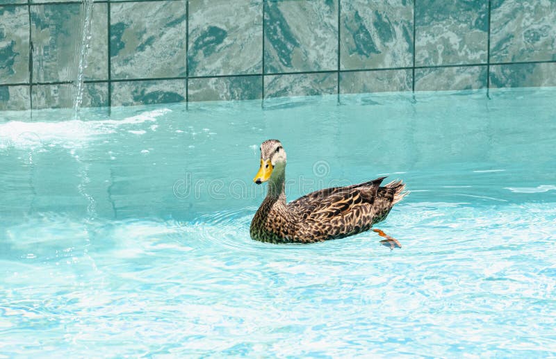 Mottle duck, swimming in a tropical, private pool royalty free stock photos