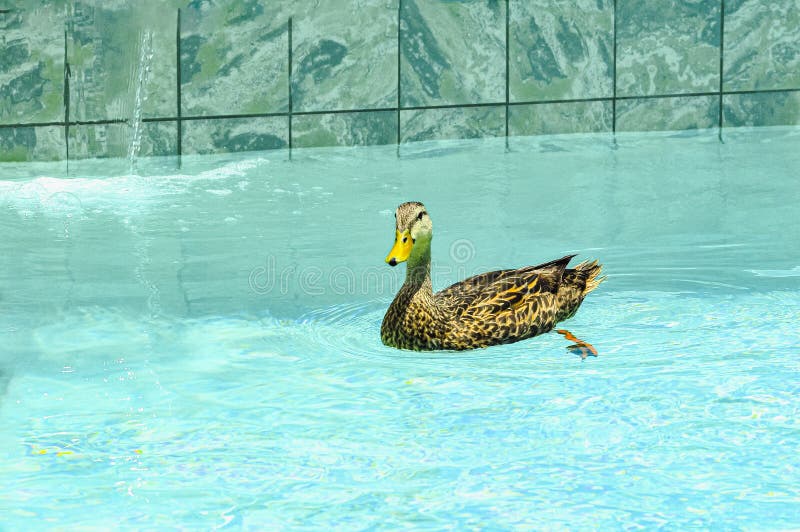 Mottle duck, swimming in a tropical, private pool stock photography