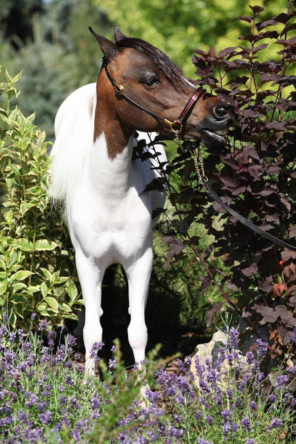 Mottle Miniature Horse in the Garden Stock Image Image of pasturage