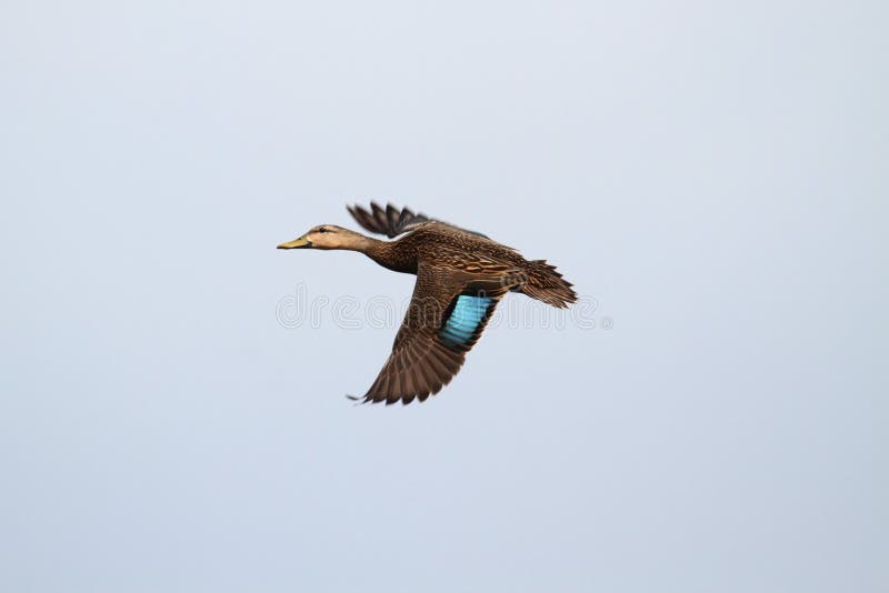 Mottled Duck (Anas fulvigula)