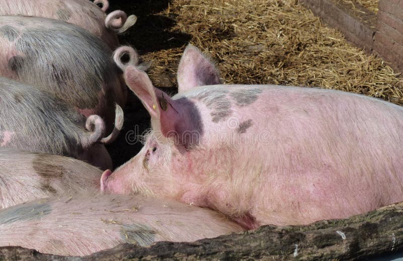 Mottled and pink pigs on the straw in a stable
