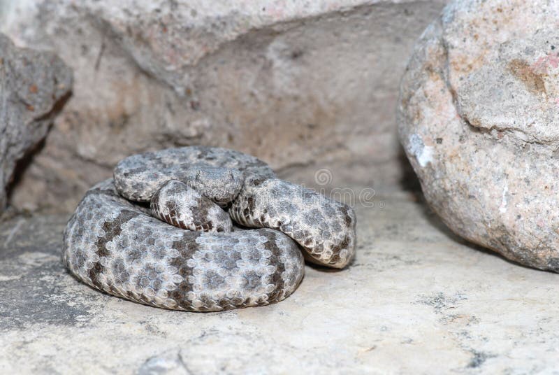 Mottled Rock Rattlesnake